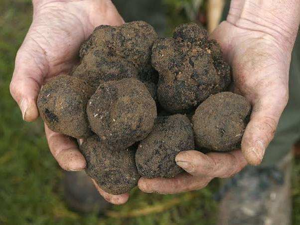 grosse truffe